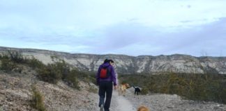 NO CORRAS SOLO, INVITÁ A TU MASCOTA