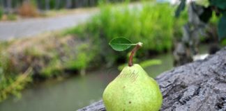 EL TRIATLÓN DE LA PERA TENDRÁ 177 PARTICIPANTES EN CARRERA