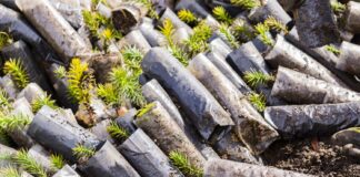 K42 SUSTENTABLE: PLANTARON 3.000 ARAUCARIAS EN UN BOSQUE EN RECUPERACIÓN